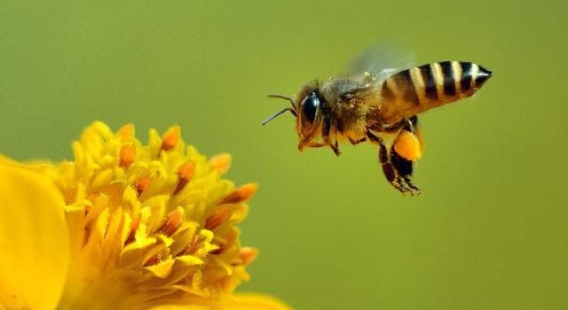 Wild Bee Nest Relocation Services