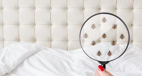 How to Find Pest Signs in Your Hotel
