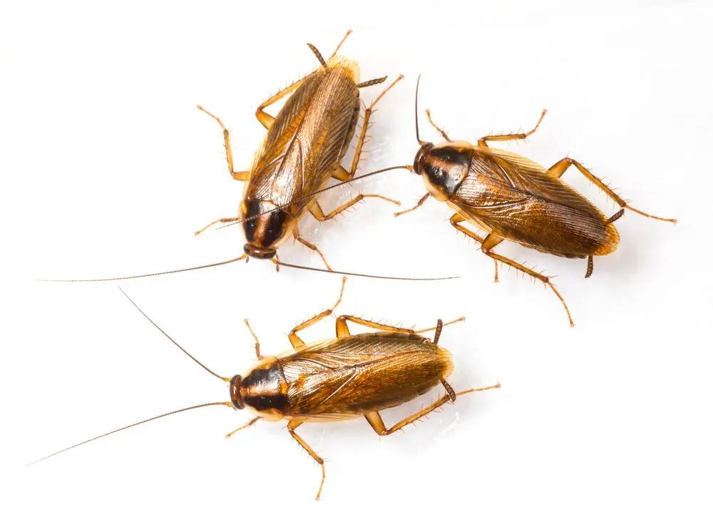 Recognising Cockroaches Behavior