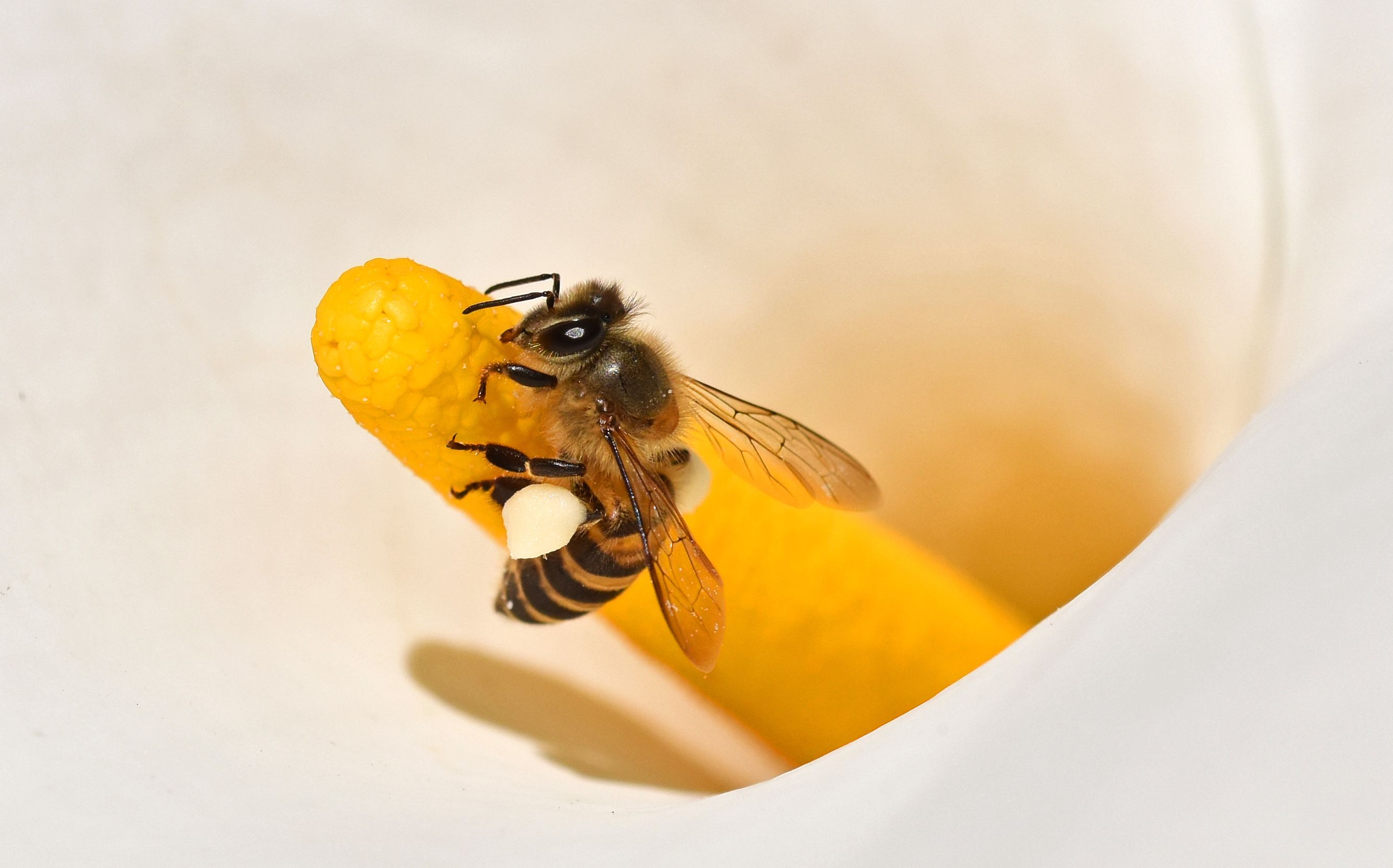 Wild Bee Nest Relocation Services