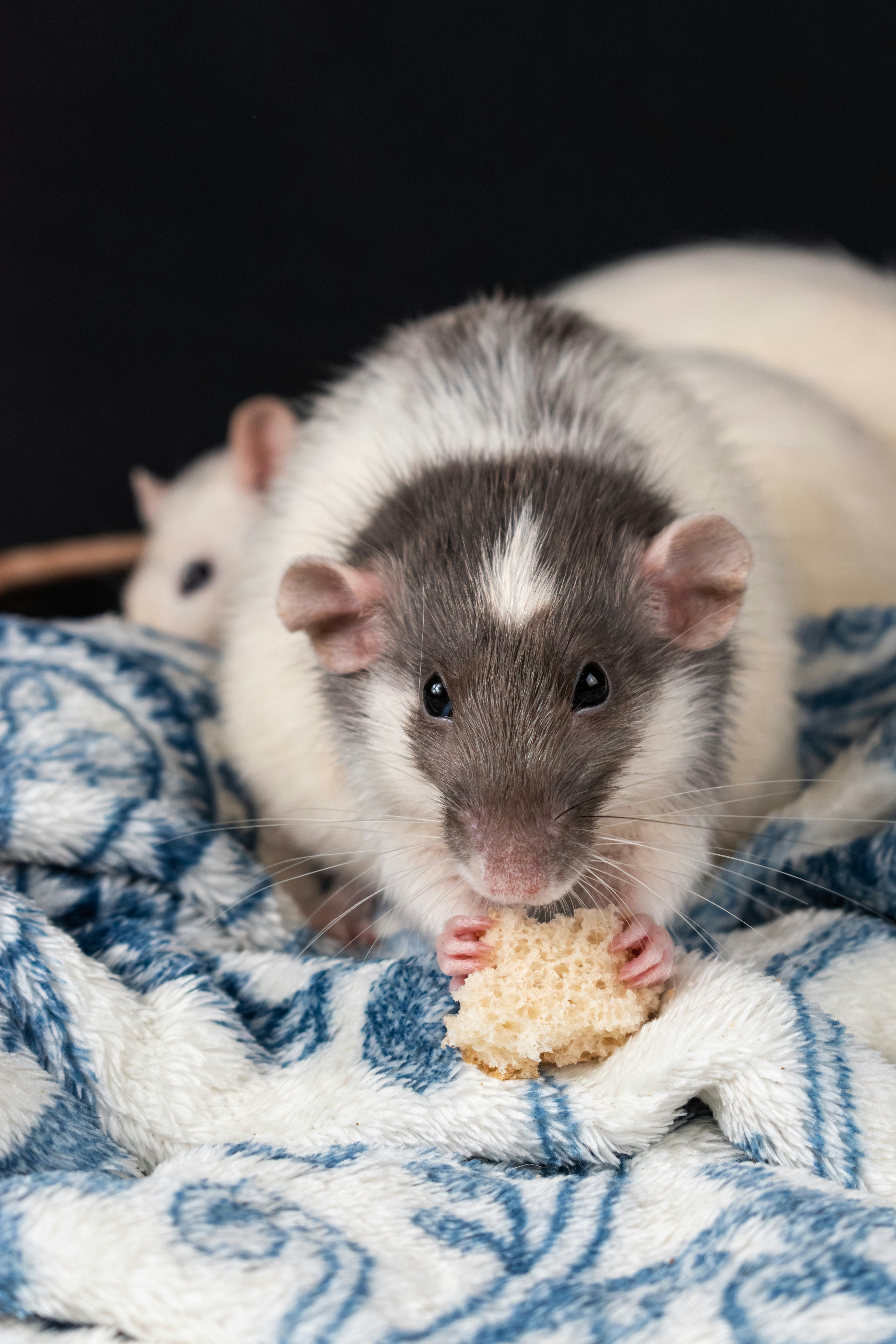 Recognizing Rodent Behavior