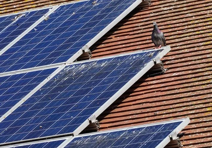 Bird Protection for Solar Panels - Pest Control - Anticimex
