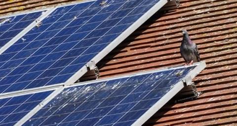 How to Get Rid of Pigeons on Your Roof