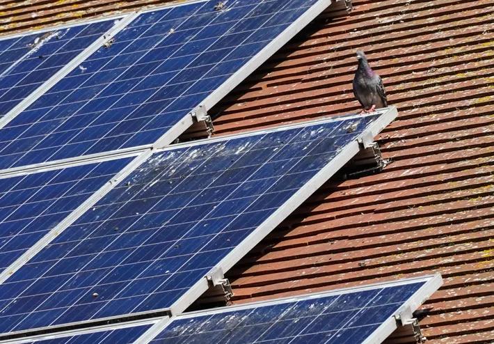 pigeons on solar panels