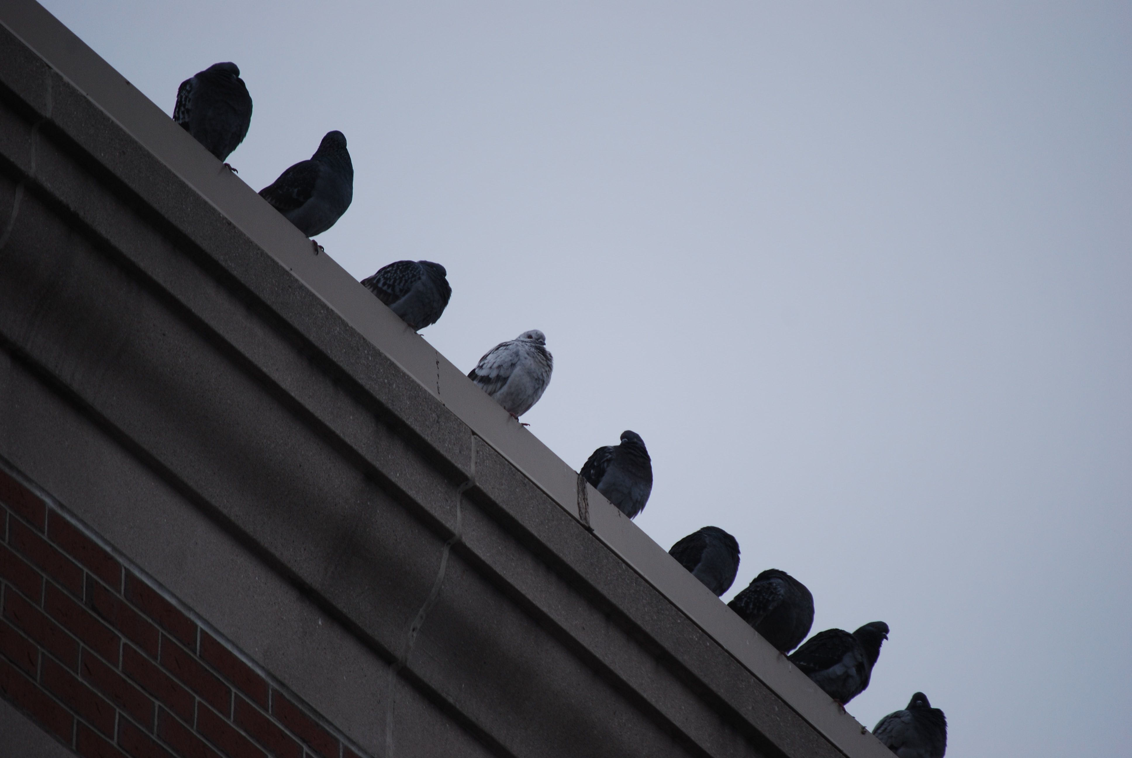 Pigeons can cause serious damage to buildings