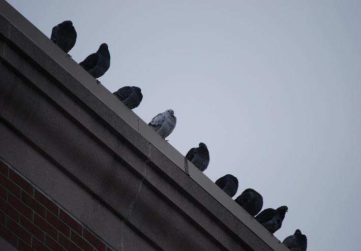 Pigeons can cause serious damage to buildings