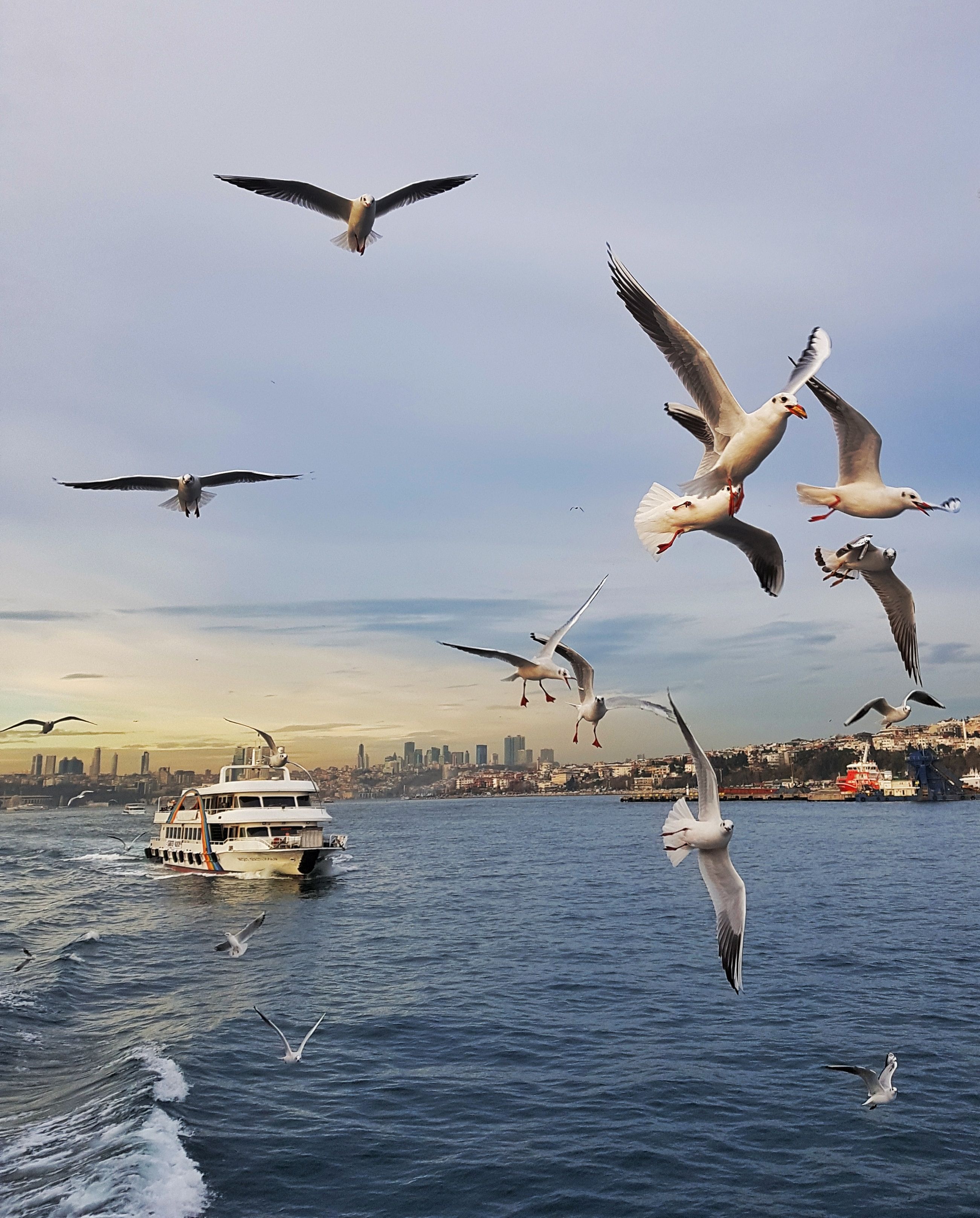 Shifting Migratory Behaviors in Seagulls