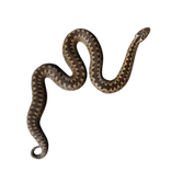 snake capture and relocation by anticimex
