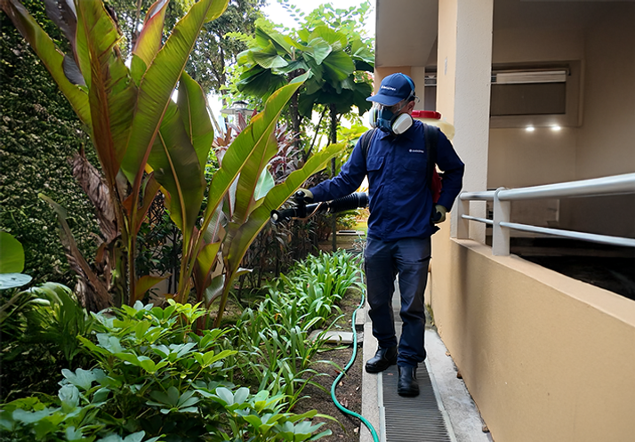 anticimex professional rat control