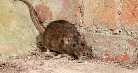 rats cause damage and disease