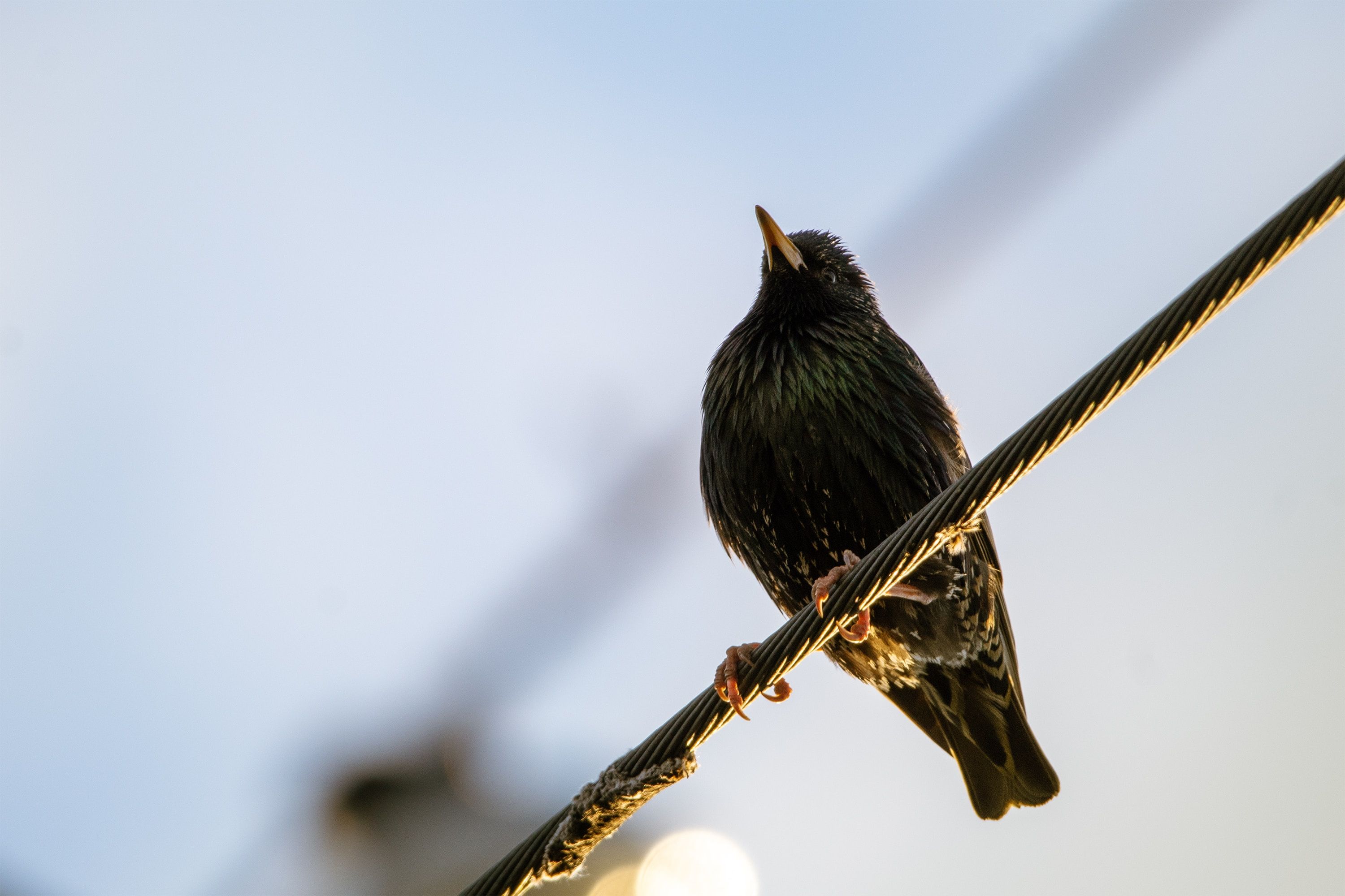 Wire Solution for Bird Control