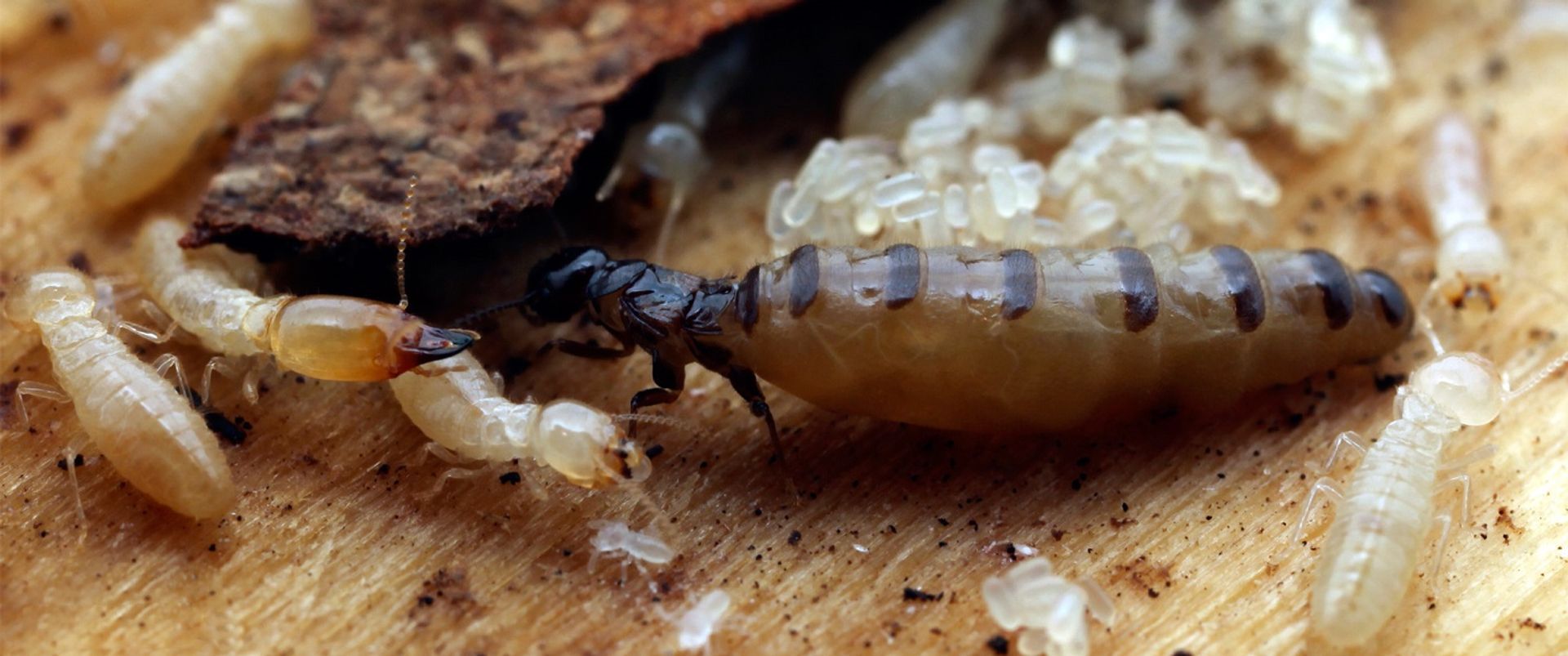 Termite Infestation Solutions