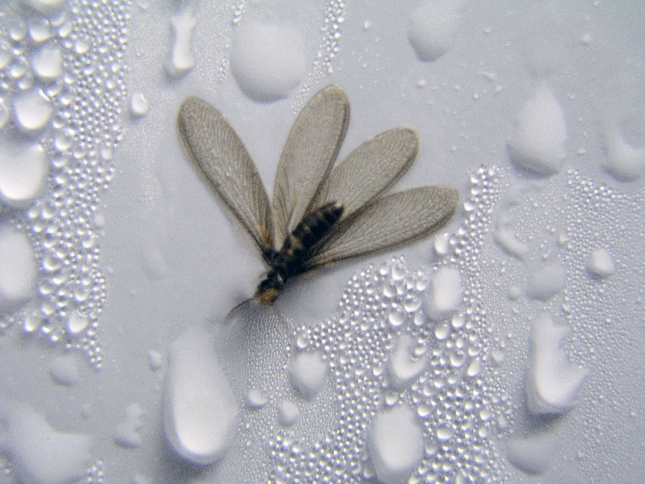 Why Do Flying Termites Swarm After Rain in Singapore
