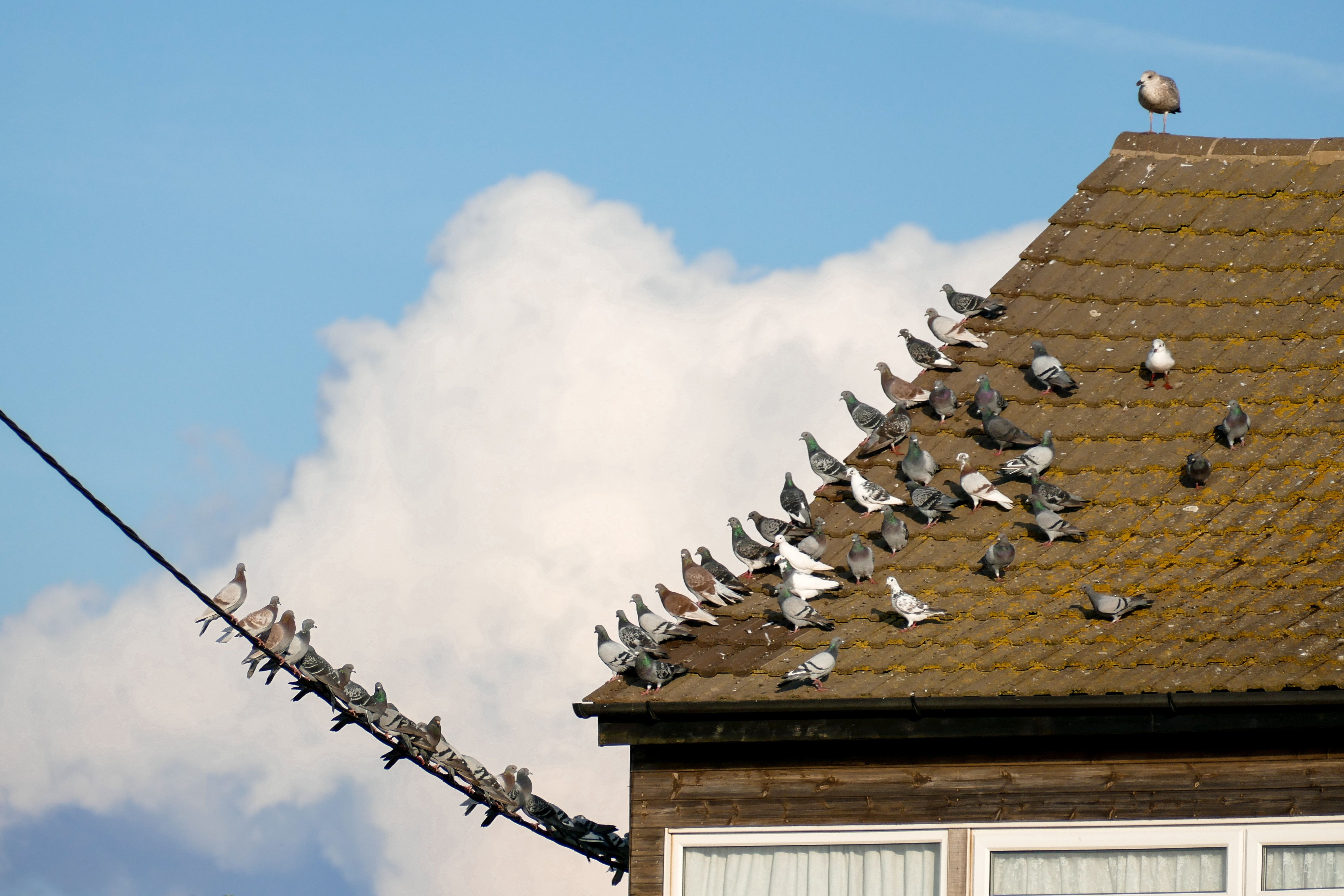 How to Get Rid of Pigeons on Your Roof
