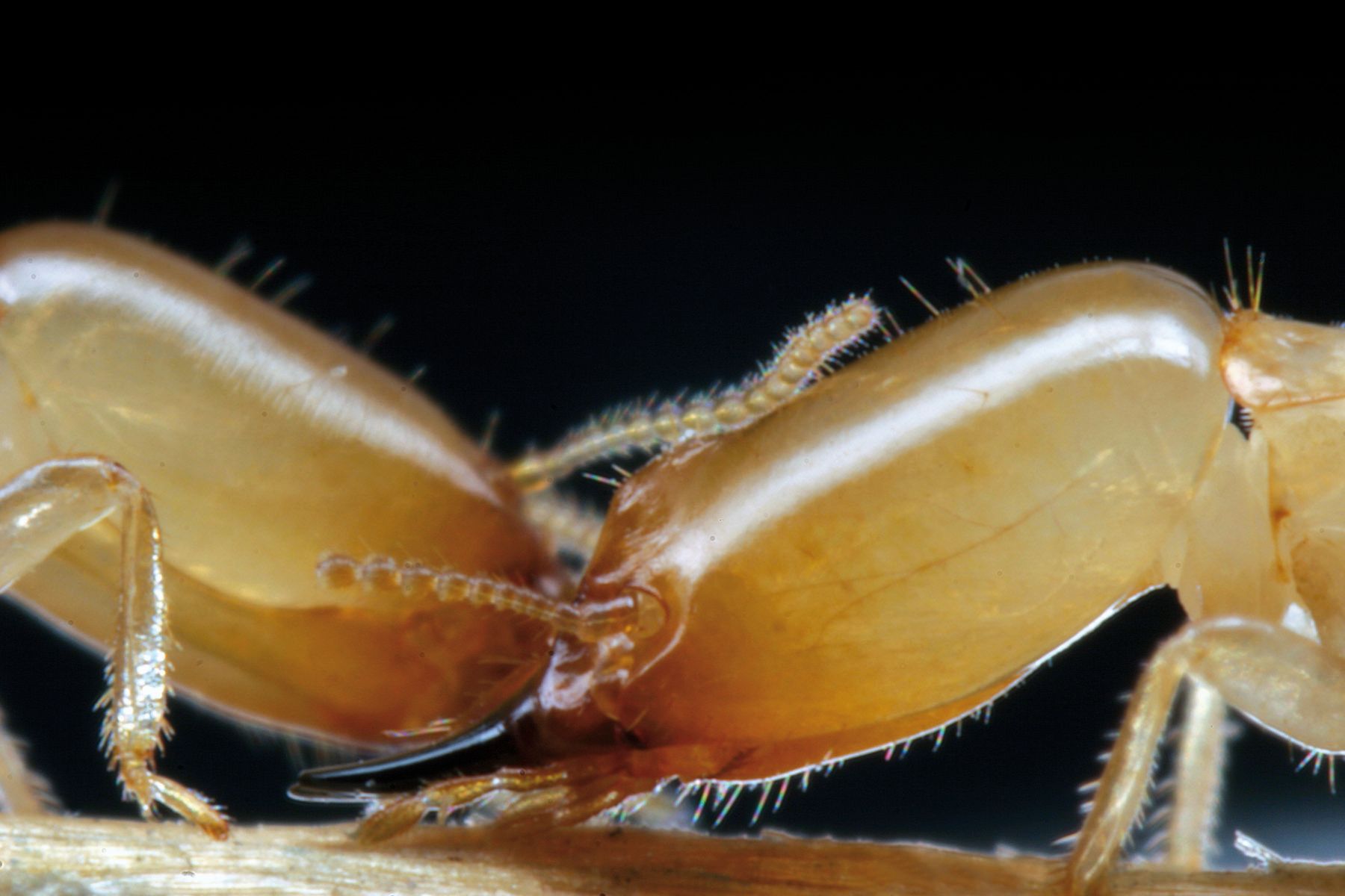 Other Termite Variants Found in Singapore