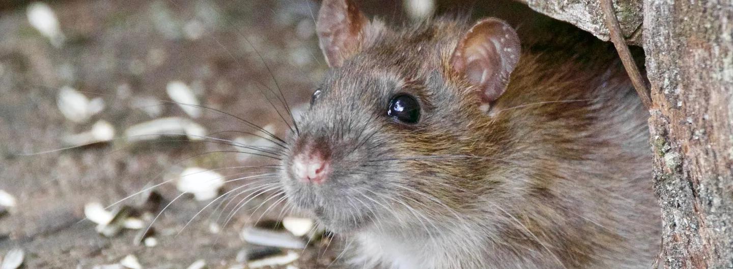 differences rats mice