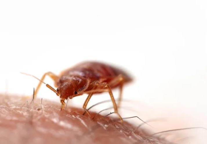 bedbugs difficult to control