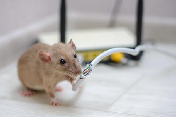 Rats and mice | Types, prevention & control