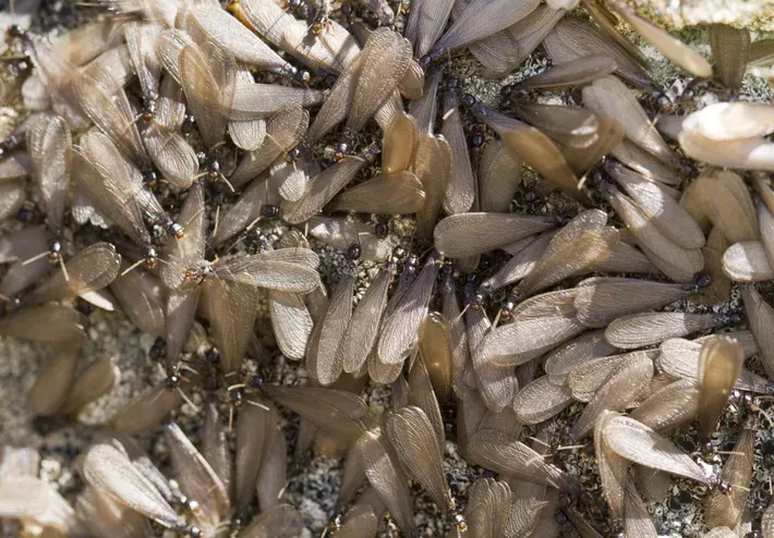 Can Termites Fly