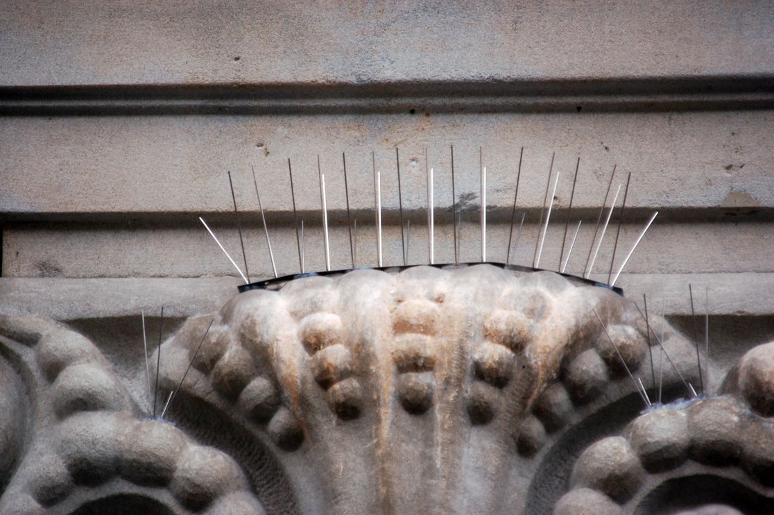 Bird Spikes