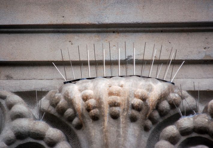 Protect Your Spaces with Anti-Bird Spikes