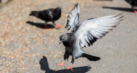 Bird Deterrents
