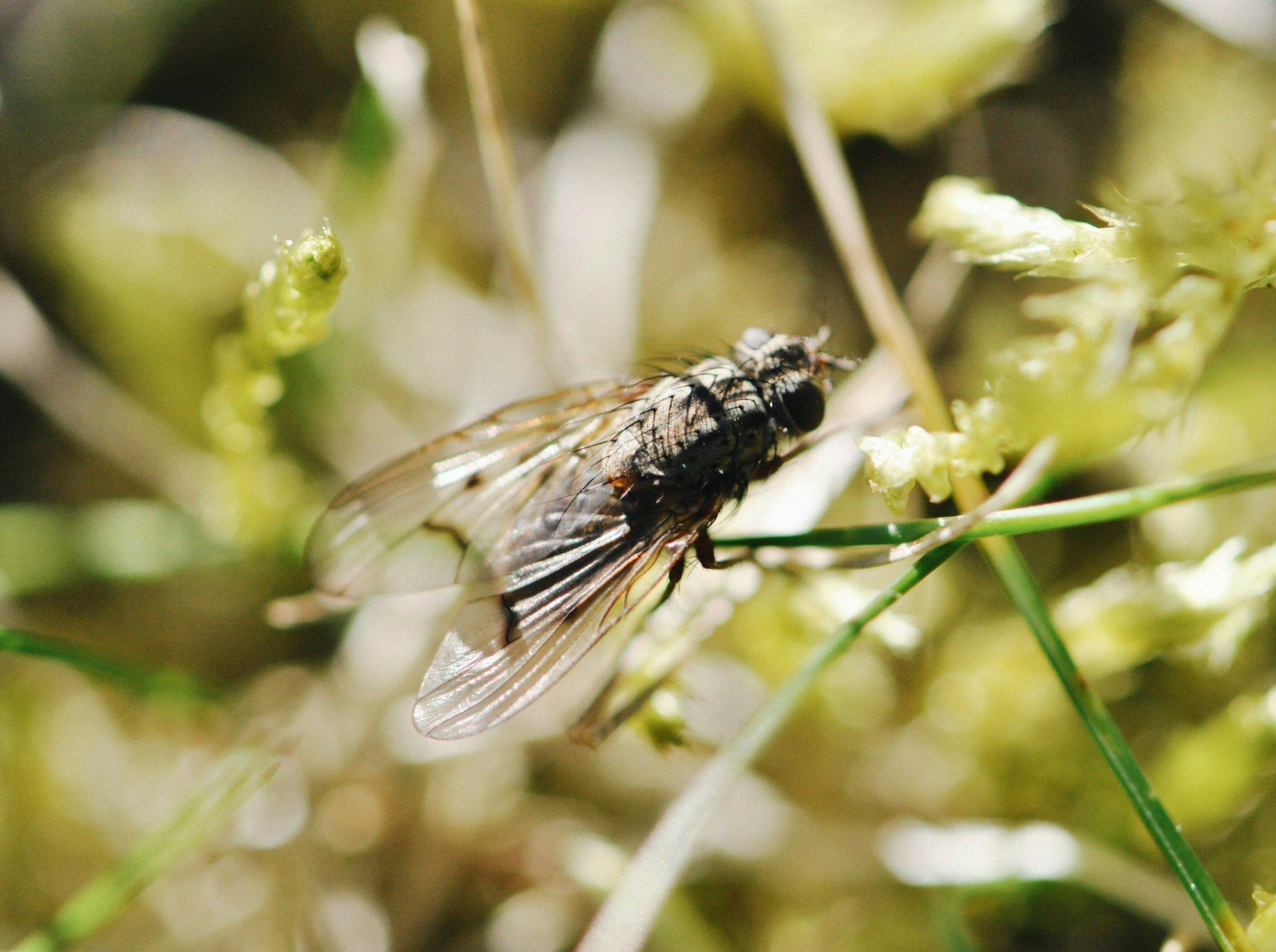 scuttle fly Misotermes mindeni