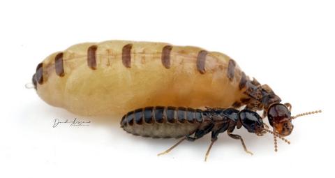 colonia-termitas-subterráneas