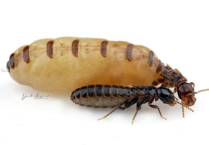 yermo Oxido Fiordo Castas de termitas - Anticimex