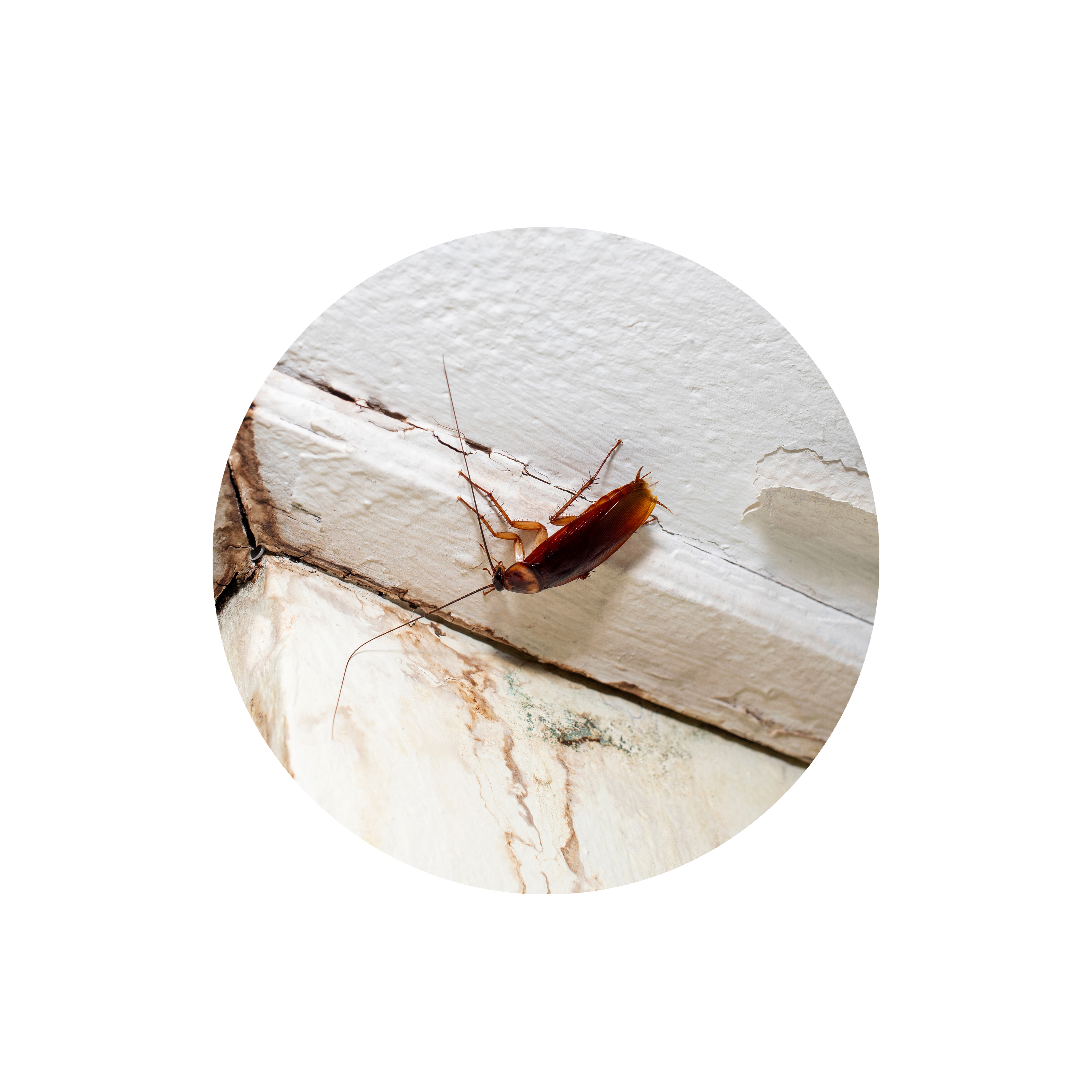 escondites-cucarachas