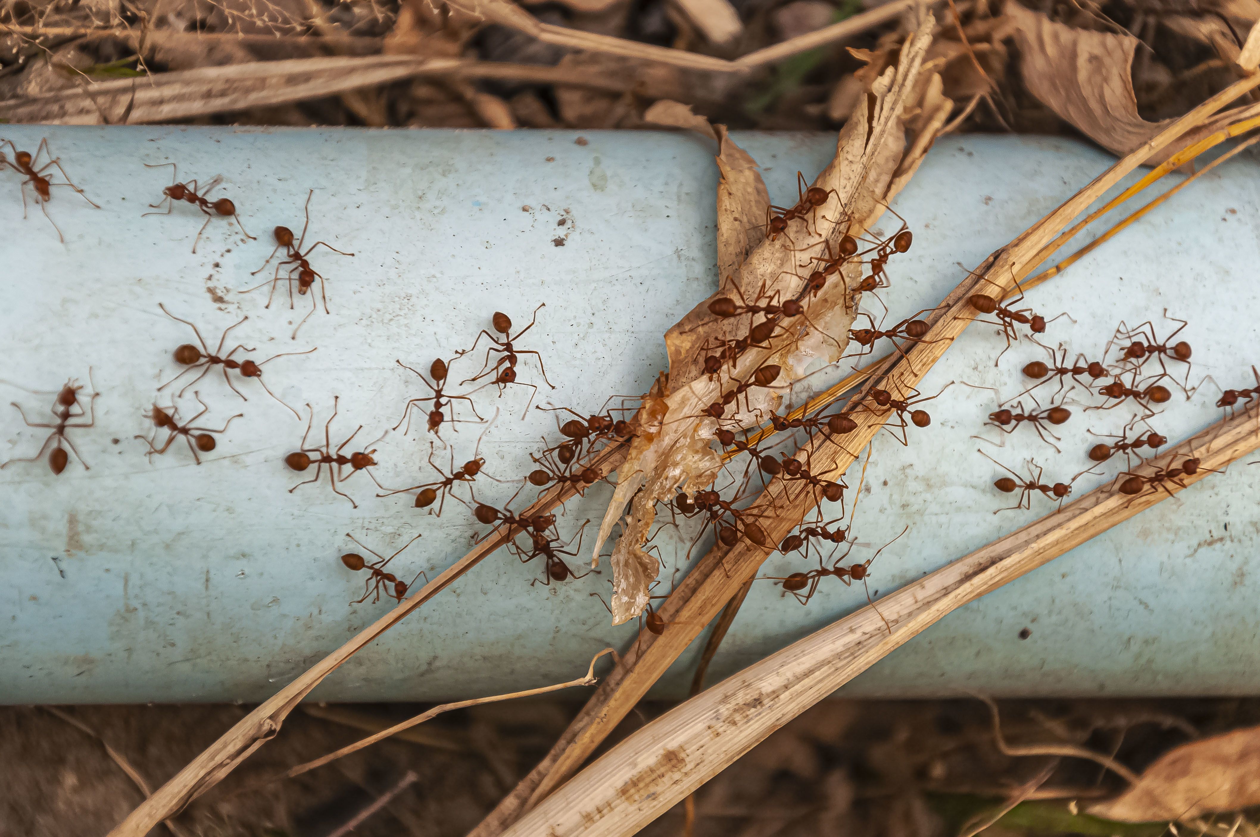 Las hormigas pueden sobrevivir debajo del agua? - Anticimex