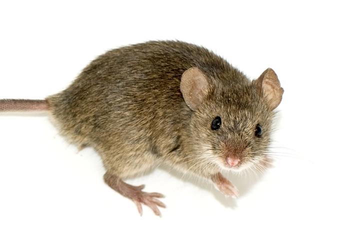 ratón-doméstico