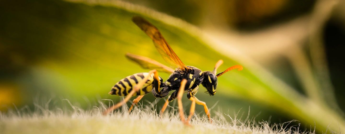 avispa