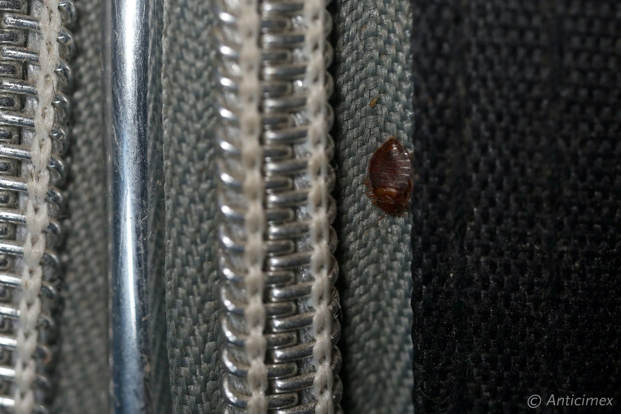 chinches-de-cama-en-equipaje