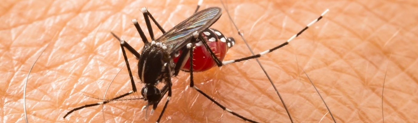 A striped mosquito, engorged with blood, on human skin.