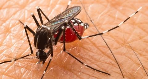 A close-up of a mosquito with a blood-filled abdomen feeding on human skin.