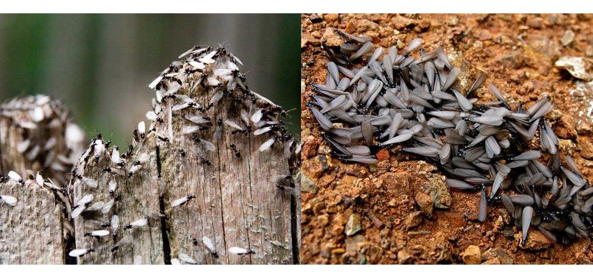 termitas-aladas-hormigas-voladoras