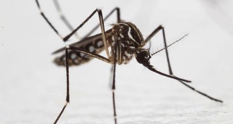 mosquitos-ultrasonidos