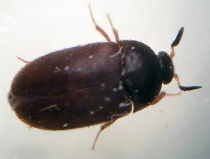 escarabajo-negro