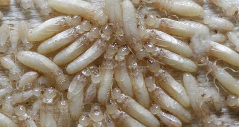 termitas-ninfas