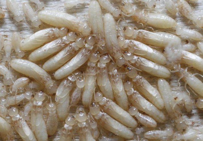 termitas-ninfas