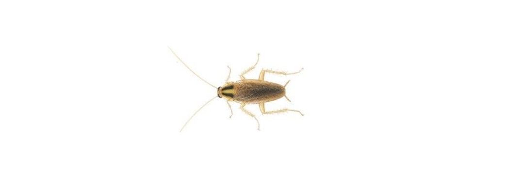 Cucaracha-Alemana-Germánica