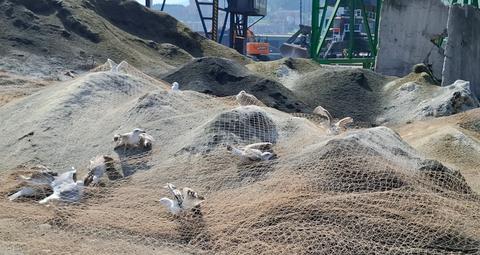 anillamiento-gaviotas-cantabrico