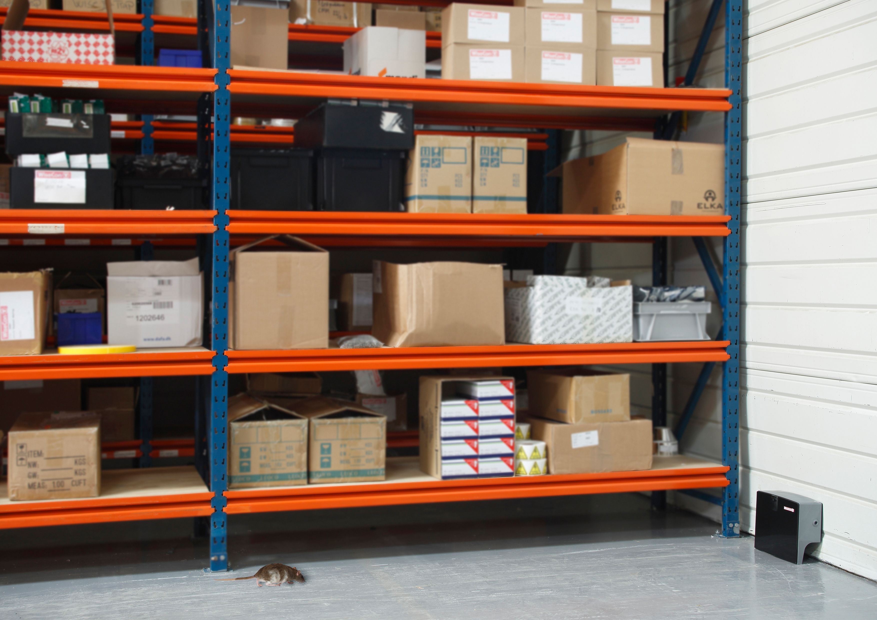 tratamiento-ratas-desratización-empresas