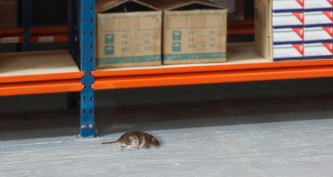 Economía Ostentoso George Bernard Son efectivos los ultrasonidos para ratas y ratones? - Anticimex