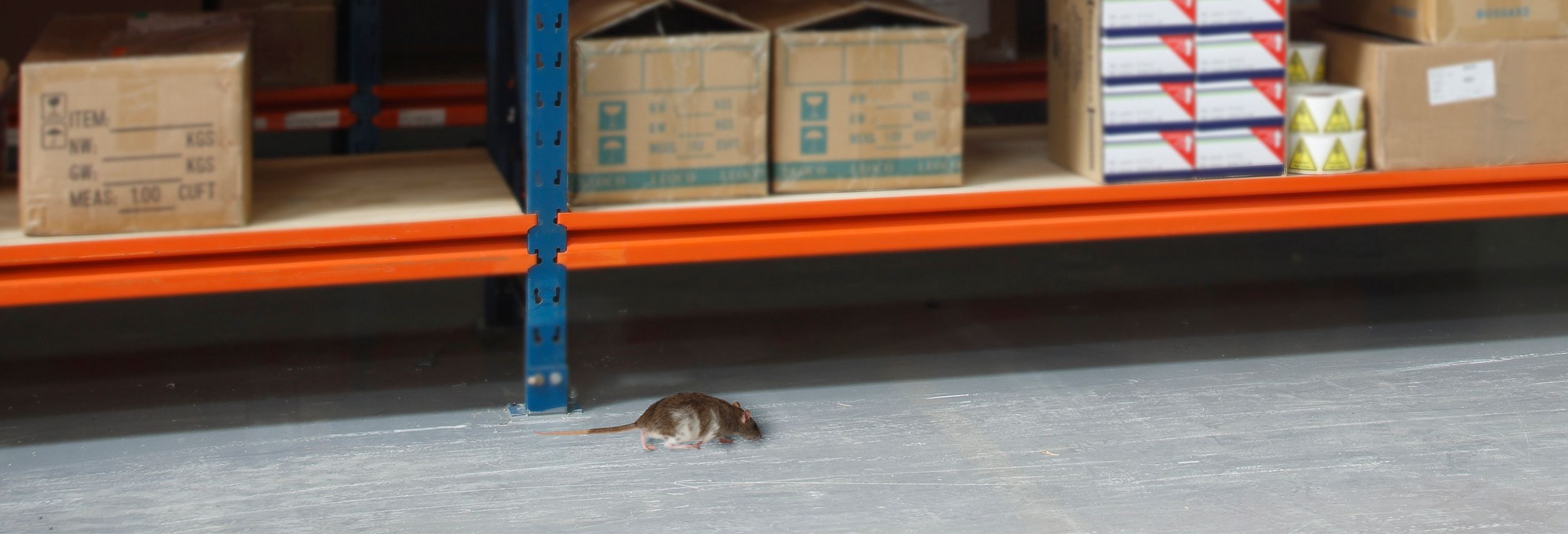 Ahuyentador de Ratas y roedores por ultrasonido de gran superficie de  accion 400 m2 que afectan el sistema nervioso