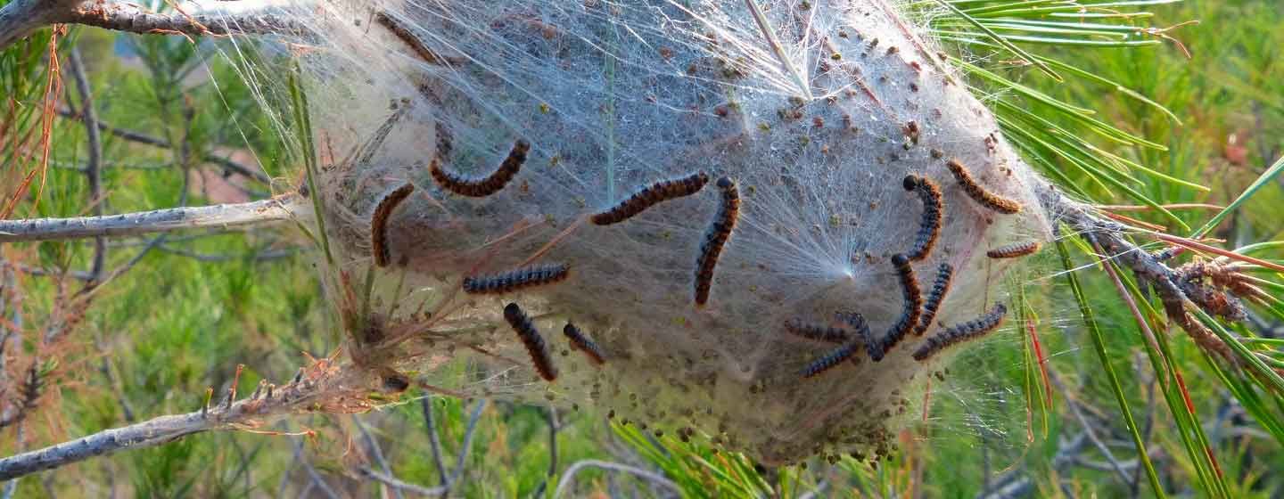 daños-procesionaria-pino