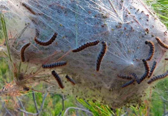 Oruga Procesionaria del Pino | Daños, Ciclo y Tratamiento Fitosanitario ...