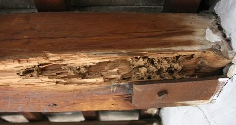 termitas-madera-vivienda