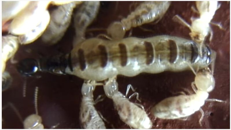 pareja-real-termitas